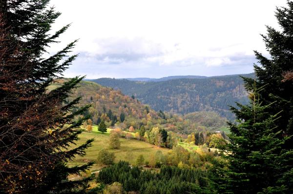 Forêt vosgienne