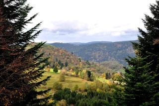 Forêt vosgienne